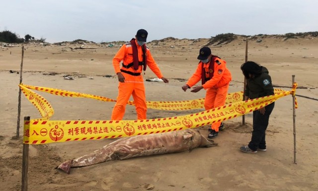 海洋悲歌再起 中華白海豚魂斷金門海岸