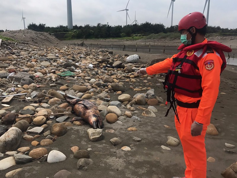 瓶鼻海豚觀音區大潭進水口擱淺死亡 解剖採樣就地掩埋