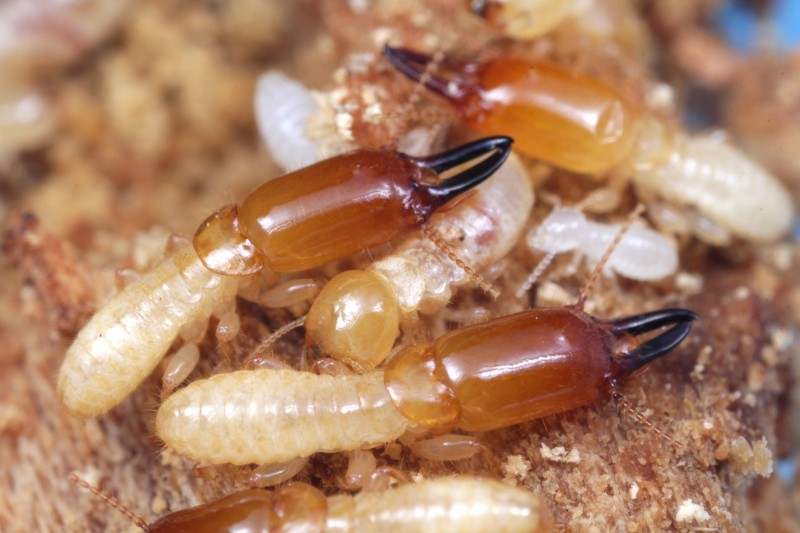 興大發現「穿山甲木鼻白蟻」 首度由台灣人命名的新白蟻物種