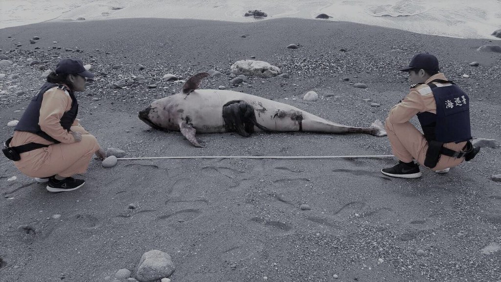 東部海岸四天三起鯨豚擱淺亡