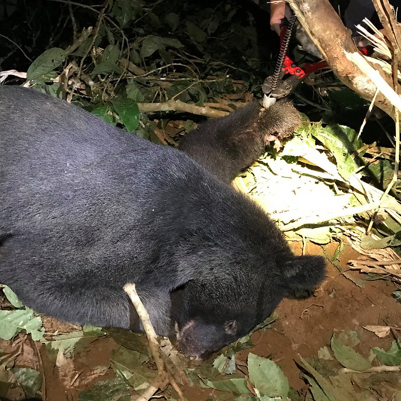 台灣黑熊二度受害 斷肢落陷阱獲救後野放