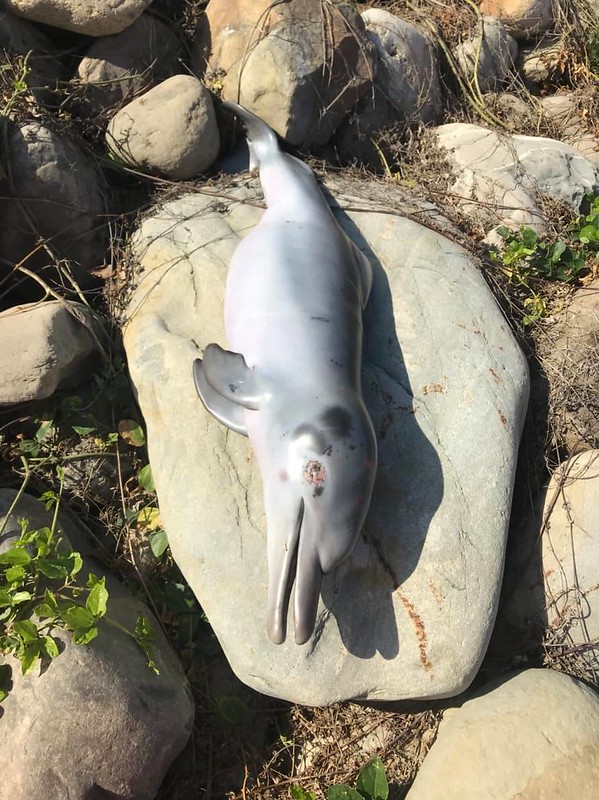 彰化海岸驚見小海豚屍體 疑似白海豚擱淺死亡