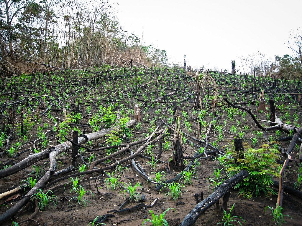 2019全球生態負債日又提前 地球資源用量729開始透支