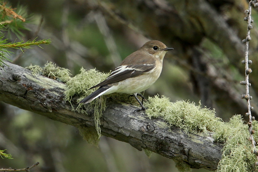 回顧上萬份科學文獻：野生動植物適應速度 趕不上氣候變遷