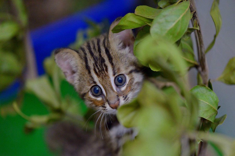 友善石虎生態服務給付 苗栗通霄、南投中寮先試辦