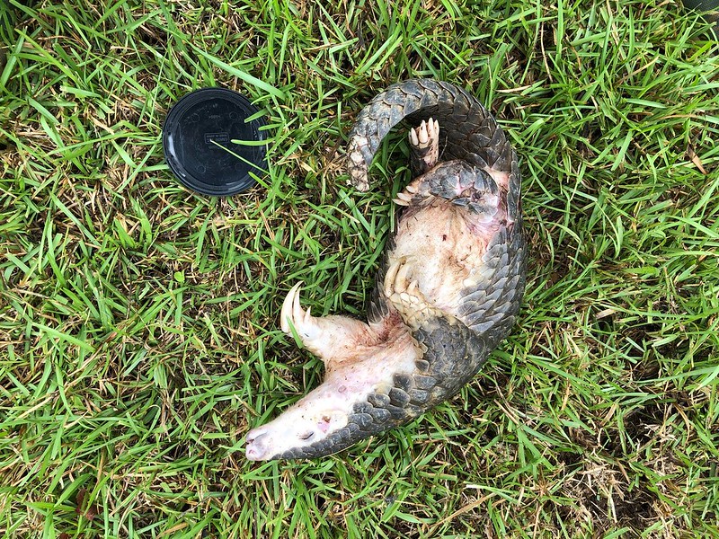 暨大校園 野生穿山甲遭浪犬咬斃