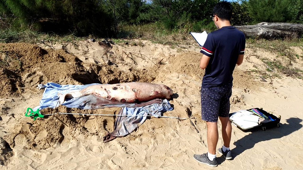 卯澳漁港驚見死亡鯨豚 竟是保育類侏儒抹香鯨