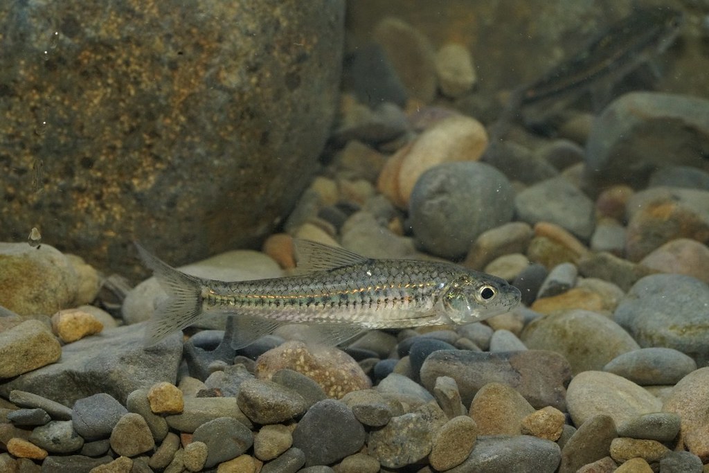 「台灣沒有了，全世界看不到」 極度瀕危巴氏銀鮈復育成功