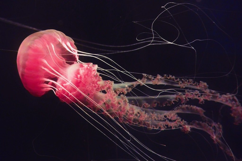 海洋中的大紅牡丹 罕見黑海刺水母現身海生館