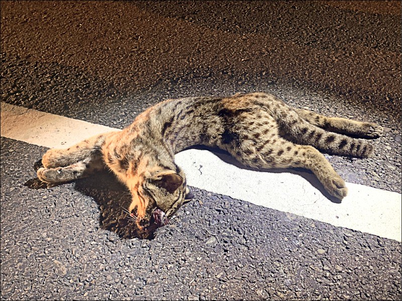 再添一魂！ 140縣道出現今年第七件石虎路殺