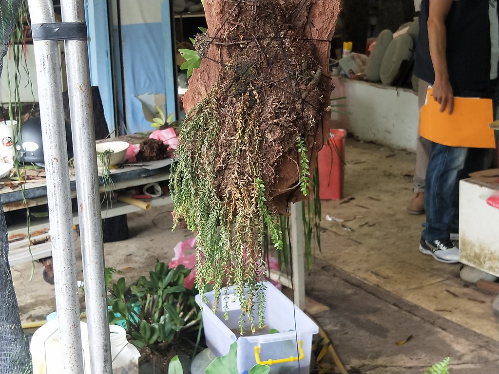 林務局台東林區管理處接獲舉報，有不法人士在網路販賣稀有瀕危植物「小垂枝石松」