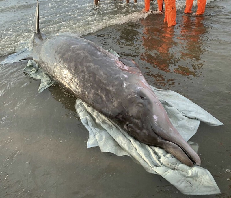 又傳鯨豚擱淺的事件，28日下午在桃園觀音海水浴場發現一隻700斤鯨豚擱淺在海灘上