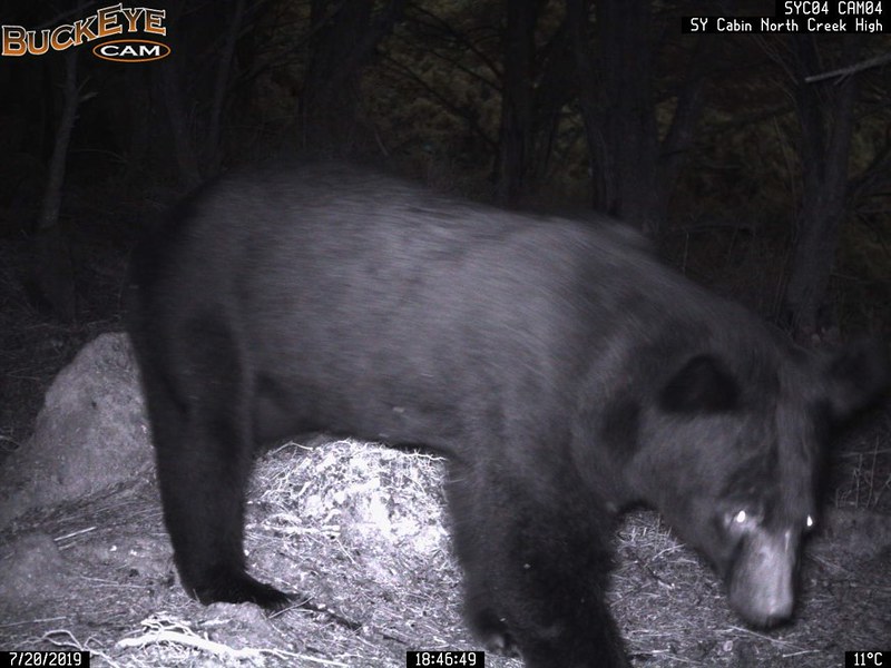 台東南橫山區台灣黑熊出沒頻繁，嘉明湖國家步道去年8月更發生數起黑熊進入向陽山屋的情形