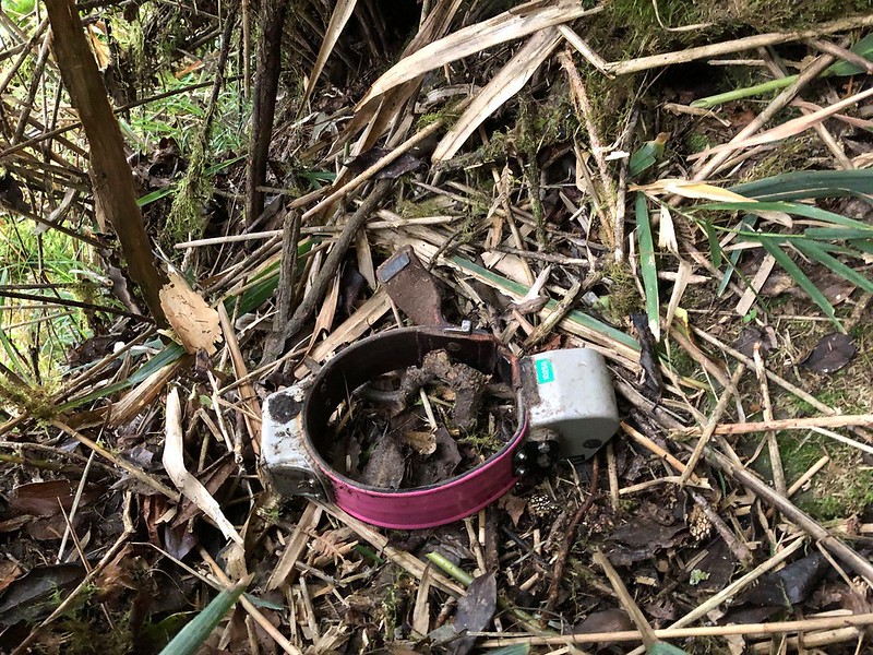 野放近四個月的南安小熊「BUNI」