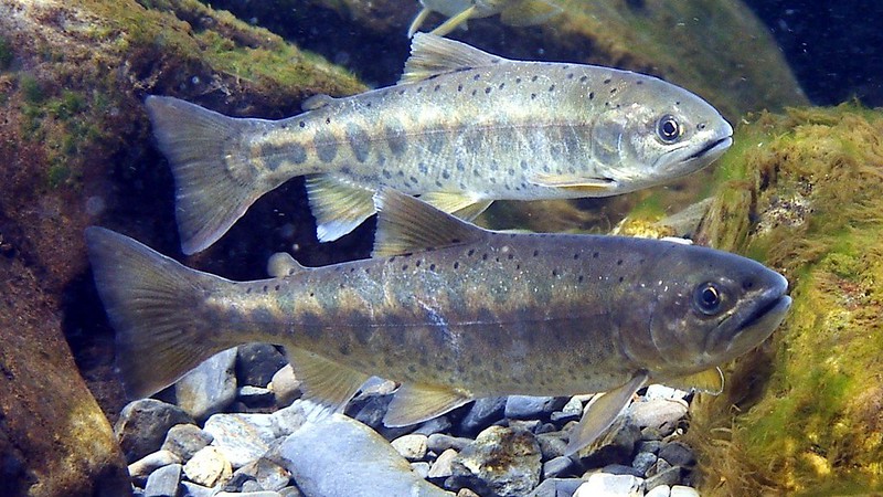 今年是「國寶魚」台灣櫻花鉤吻鮭命名100週年