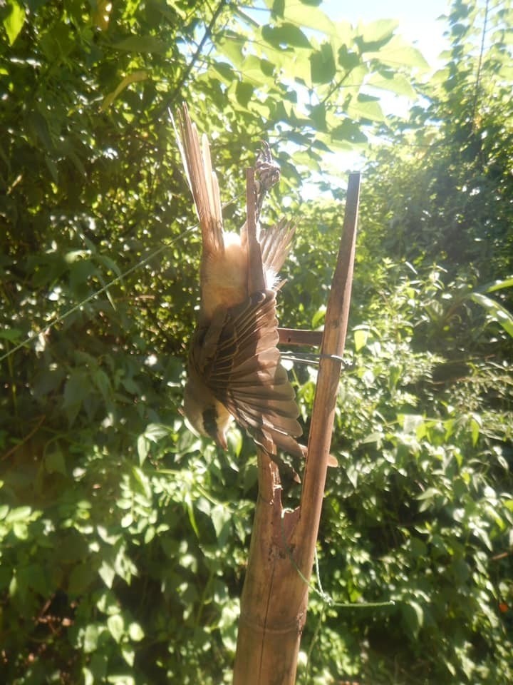 恆春半島再現罕見「鳥仔踏」 警方全力查緝獵捕伯勞犯