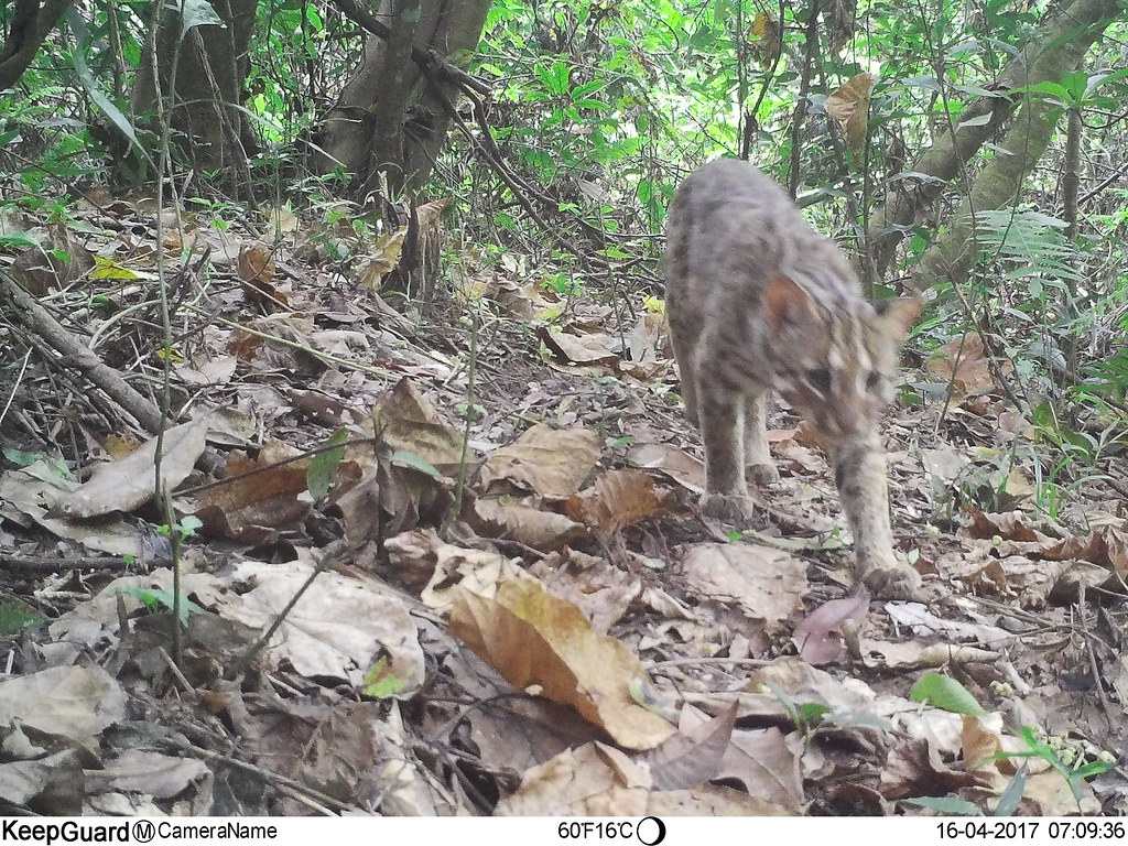 中寮友善農地 20處拍到石虎