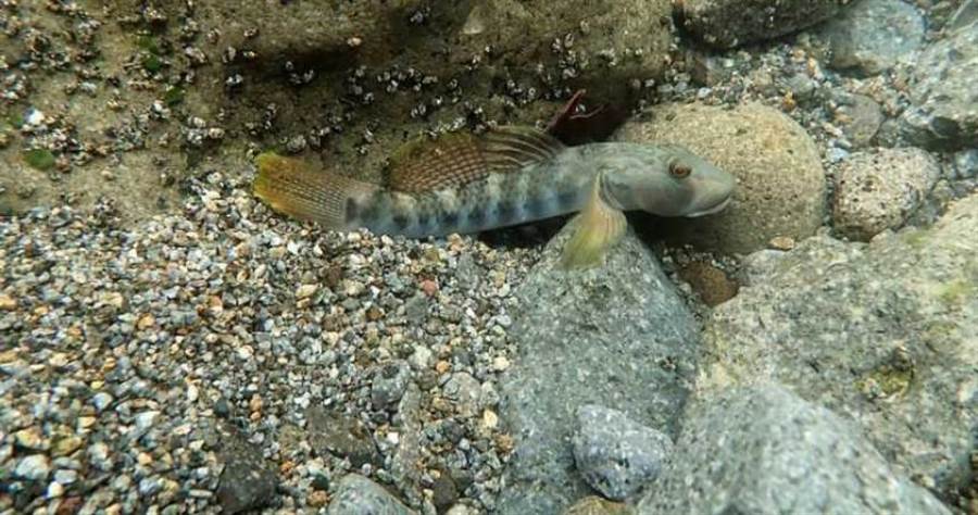 剩不到200隻 學者籲政府盡速保育蘭嶼吻鰕虎