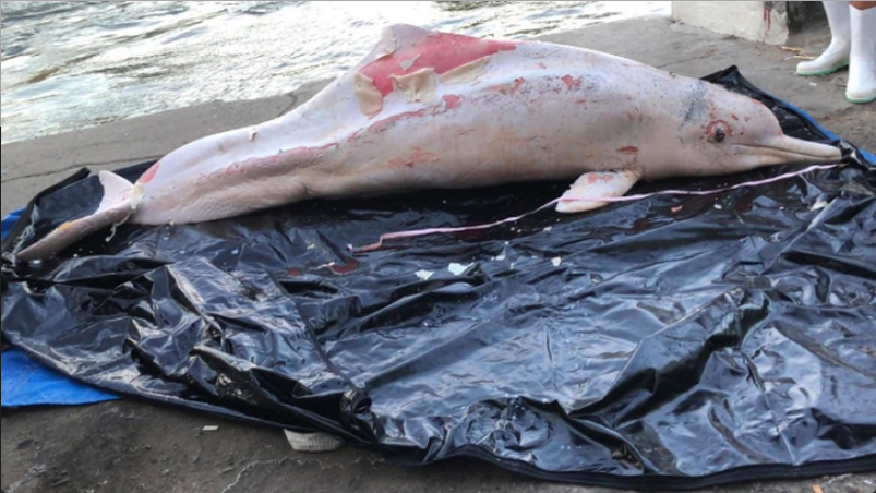 中華白海豚擱淺大嶼山西面 本年度第7宗