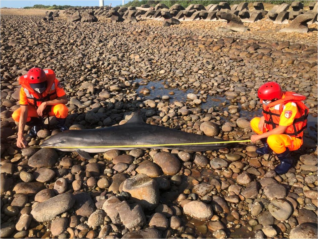 弗氏海豚陳屍後龍沙灘 西部罕見