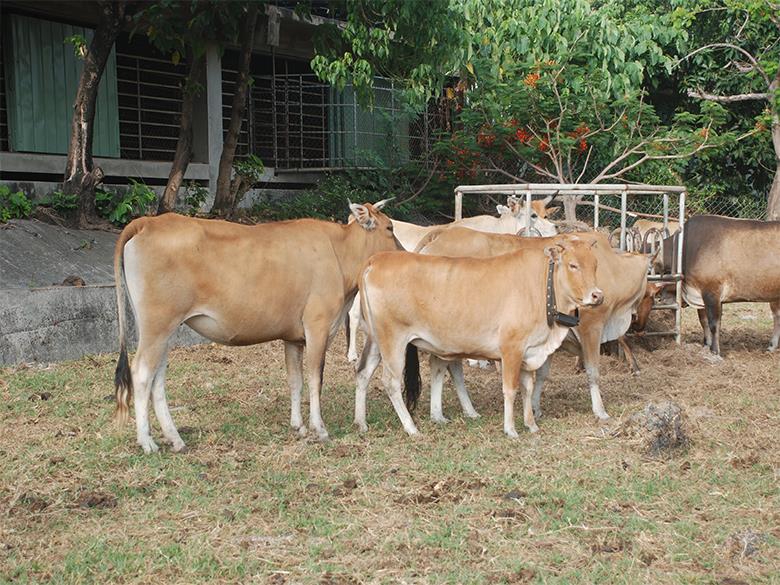 全台首座智慧放牧系統誕生！智慧定位讓「放牛吃草」更聰明！